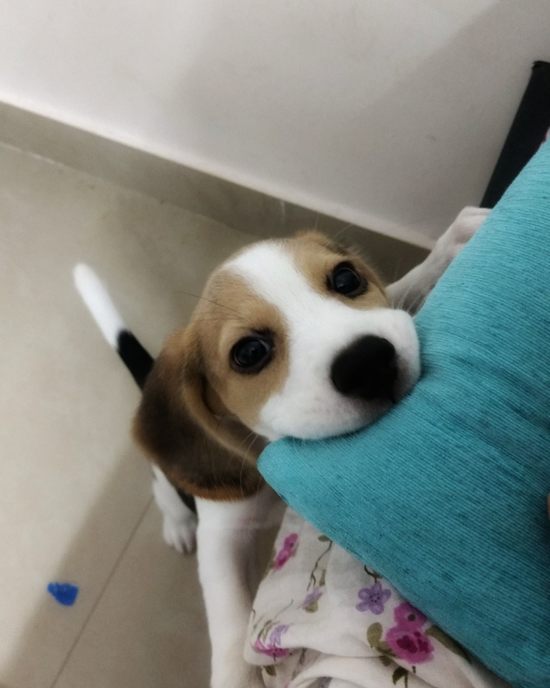 How to train store your beagle puppy