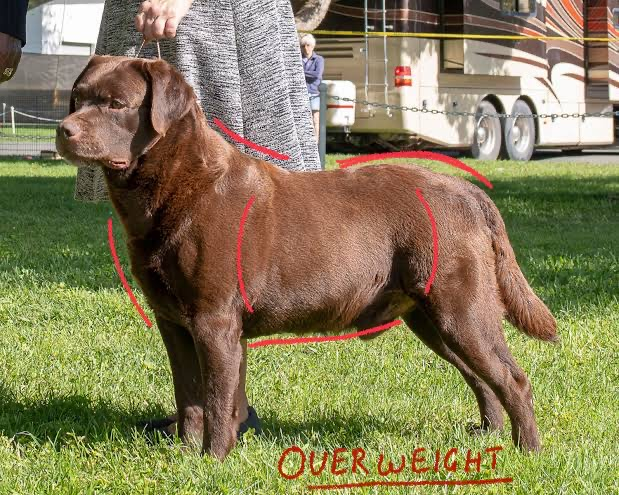 How heavy should my dog be - dog body condition score