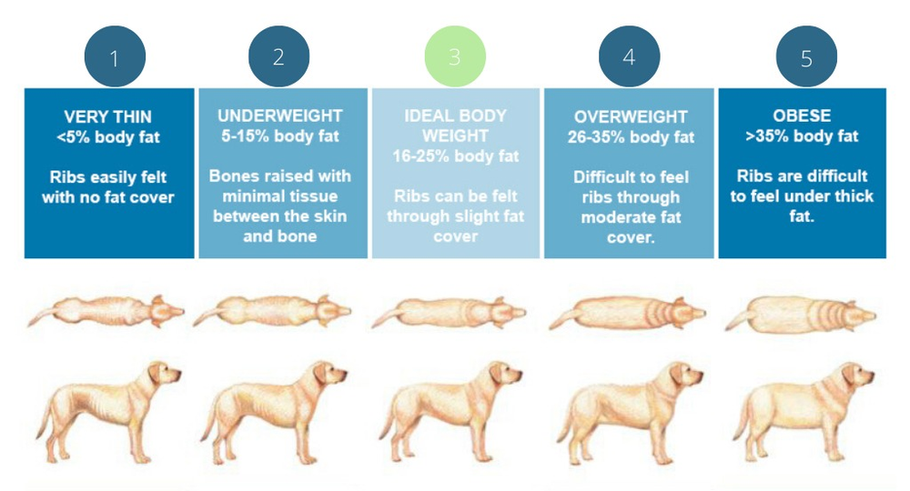 Is My Dog Overweight? Calculating BCS vs Dog BMI