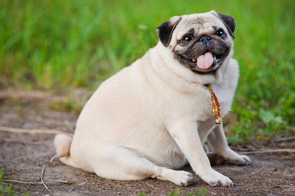 Pug 2024 diet plan