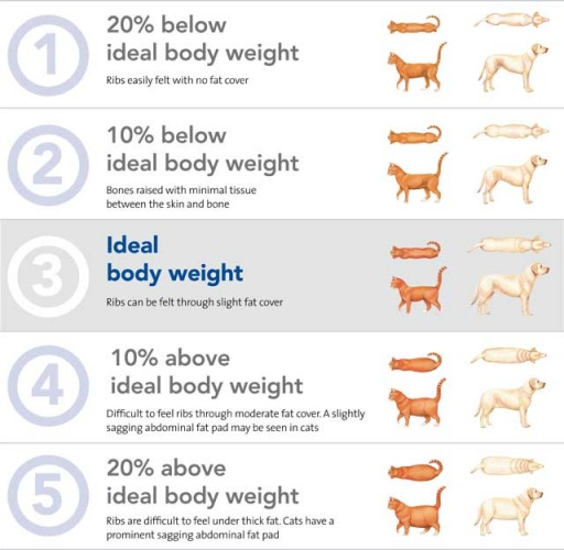 Visual guide on how to check the body condition score of your pet.