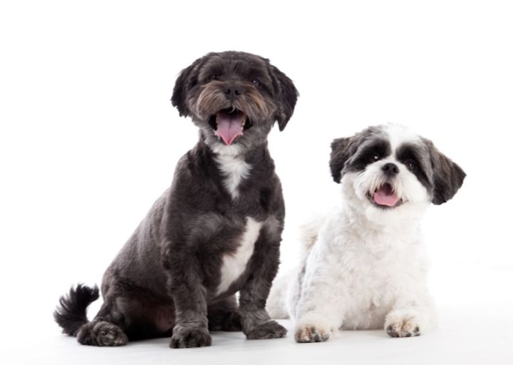 The Ideal Diet for your Shih Tzu is here