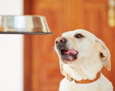 When should I consider adding rice to my dog’s diet?: