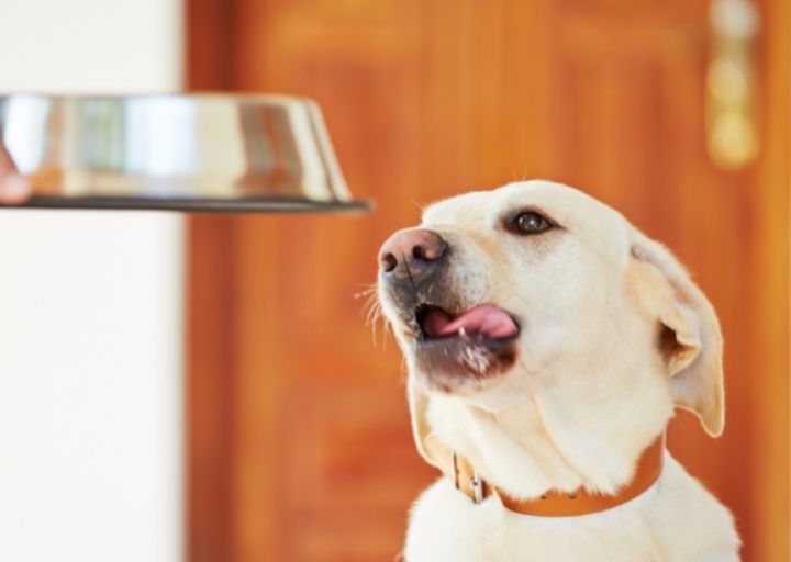 When should I consider adding rice to my dog’s diet?: