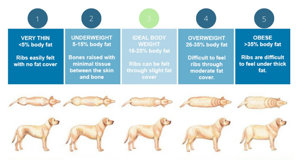 What is Body condition score for dogs?