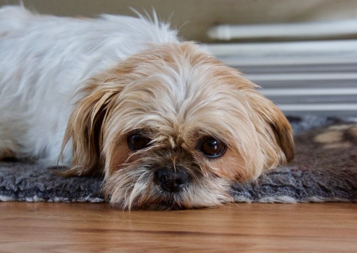 Diet & Nutrition Guide: Shih Tzus