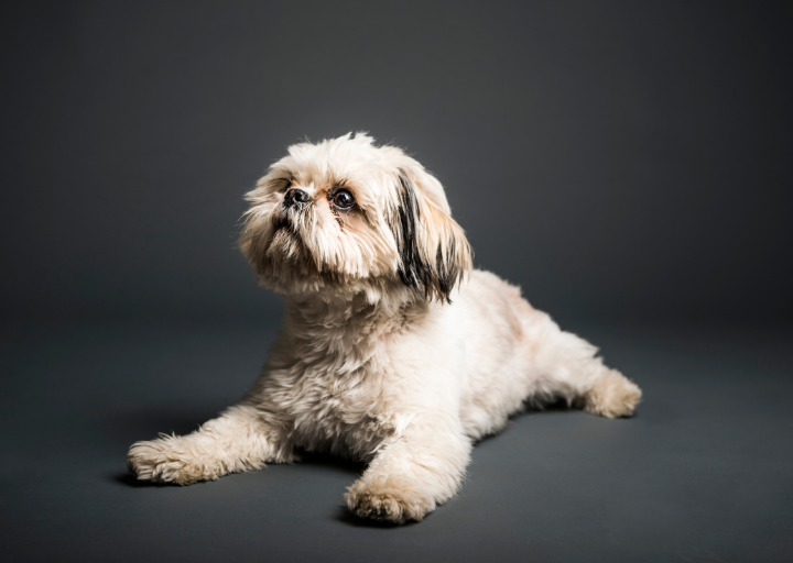 shih tzu diet