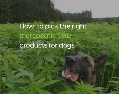 CBD product for your dog